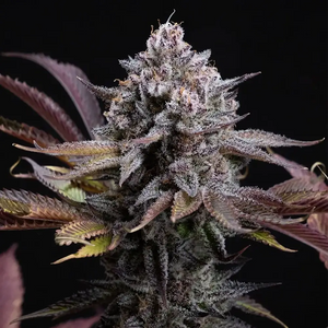 Spicy Cherry | Positronics Seeds