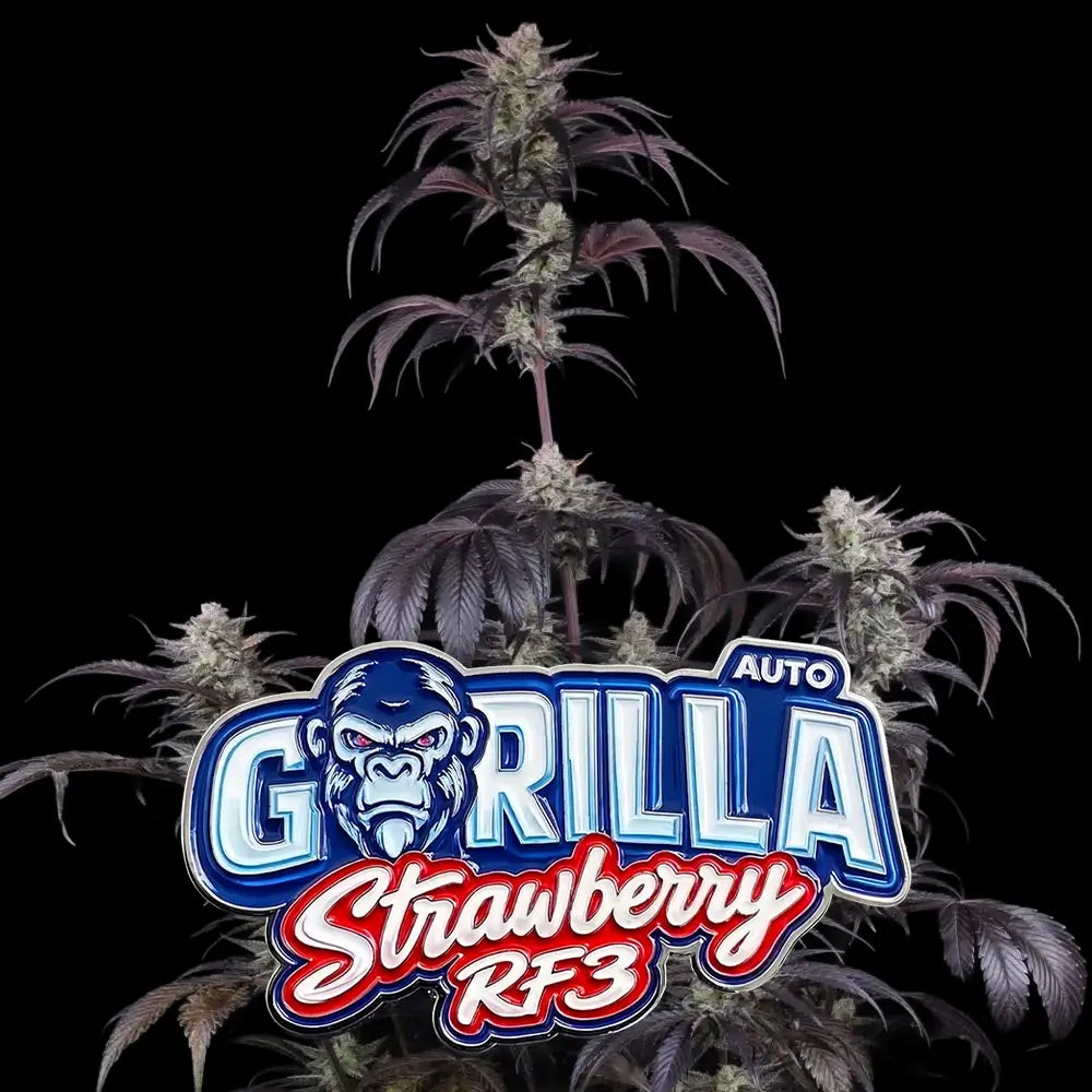 Strawberry Gorilla Auto RF3 | Fast Buds