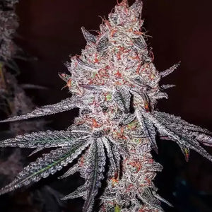 Strawberry Cookies OG R1 | Ethos Genetics