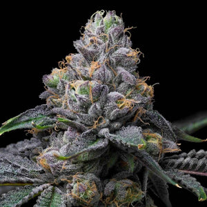 Sunset Sherb x Hollywood | Cookies Seeds