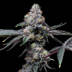 Sunset Sherb x Hollywood | Cookies Seeds