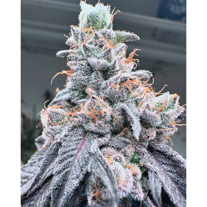 Swoosh | Grounded Genetics