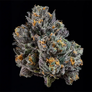 Top G | Wizard Trees