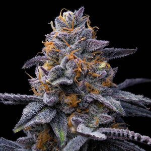 Trop Cookies x Hollywood | Cookies Seeds