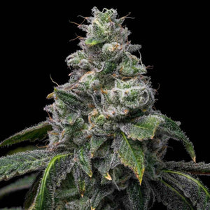 Uk Cheese x Hollywood | Cookies Seeds