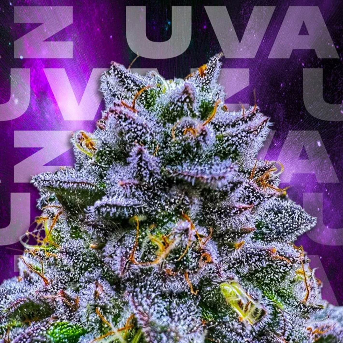 UVAZ (Dulce de uva x Zangria)