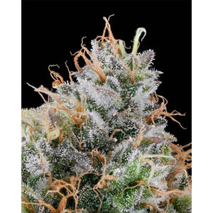 Ultraviolet Sherb | Grounded Genetics