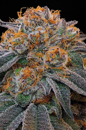 Tropical Limez | Grounded Genetics