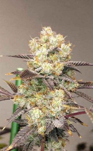 Vitamin Z | Grounded Genetics