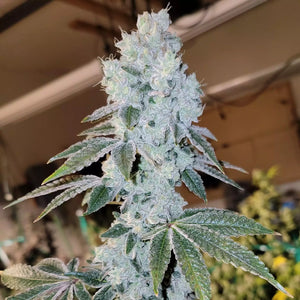 Voila Auto RBX5 | Ethos Genetics