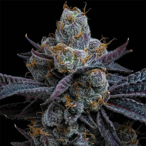 White Runtz | Barneys Farm