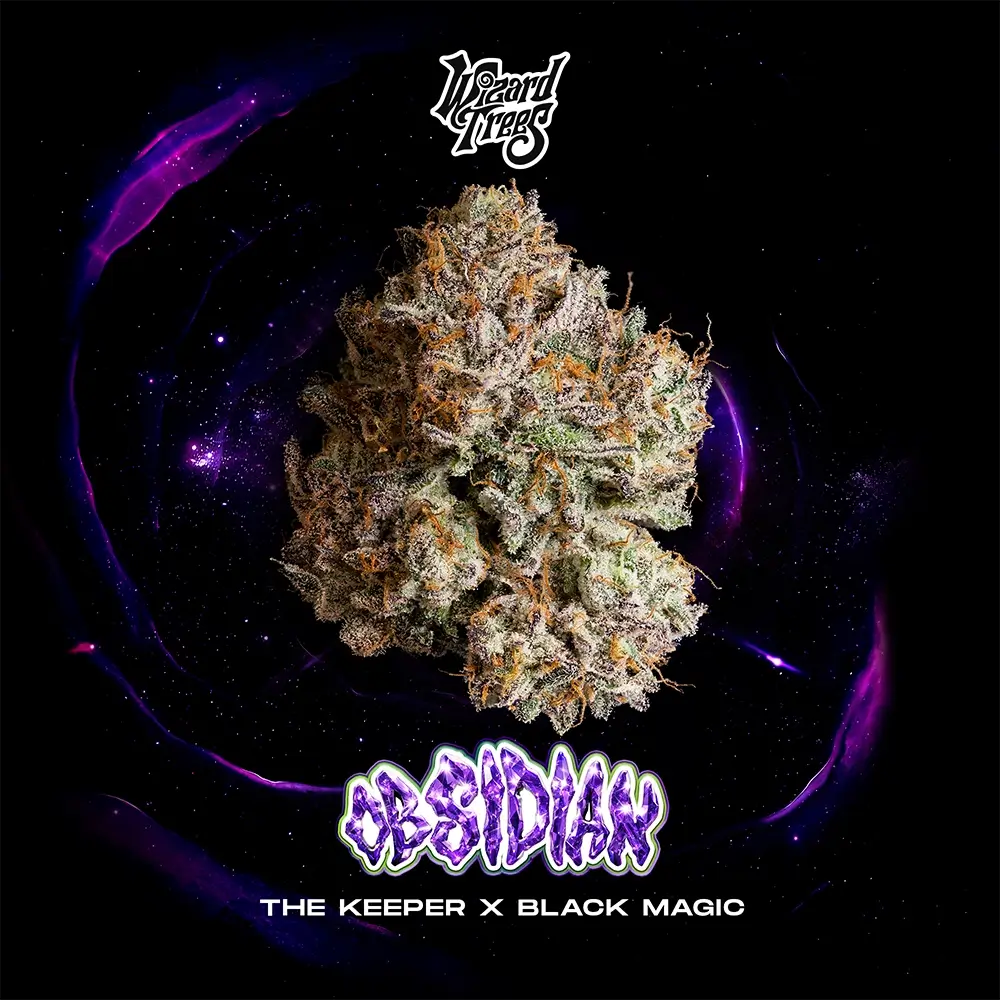 Obsidian | Wizard Trees