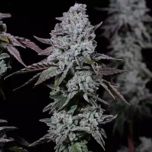 Banana Daddy IBL Auto | Ethos Genetics