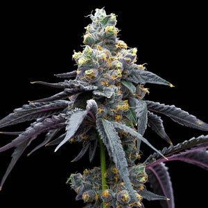 White Runtz x Hollywood | Cookies Seeds