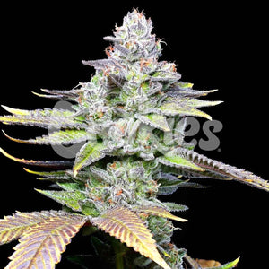 White Sherb | Cookies Seeds