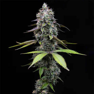 Zoap | Barneys Farm