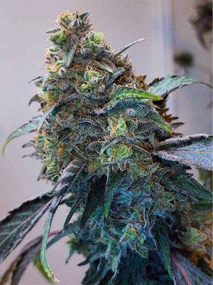 Zilk Road | Grounded Genetics