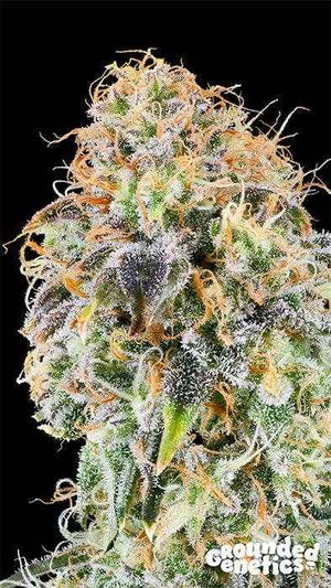 Zkunk | Grounded Genetics