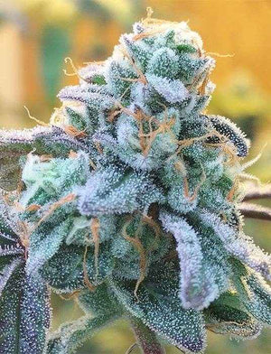 Zlurpi | Grounded Genetics