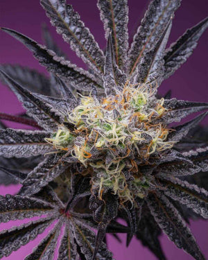 Zoapaya | Grounded Genetics