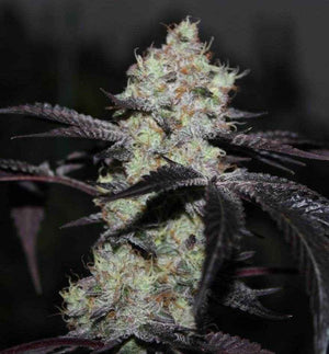Zwisher | Grounded Genetics