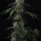 Banana Guava Auto | Fast Buds