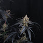 Guava Runtz Auto | Fast Buds