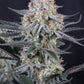 Guava Sundae Auto | Fast Buds