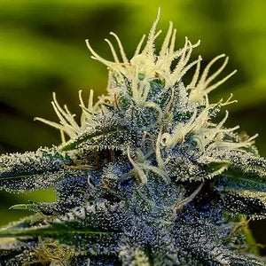 Afghan Auto | Positronics Seeds