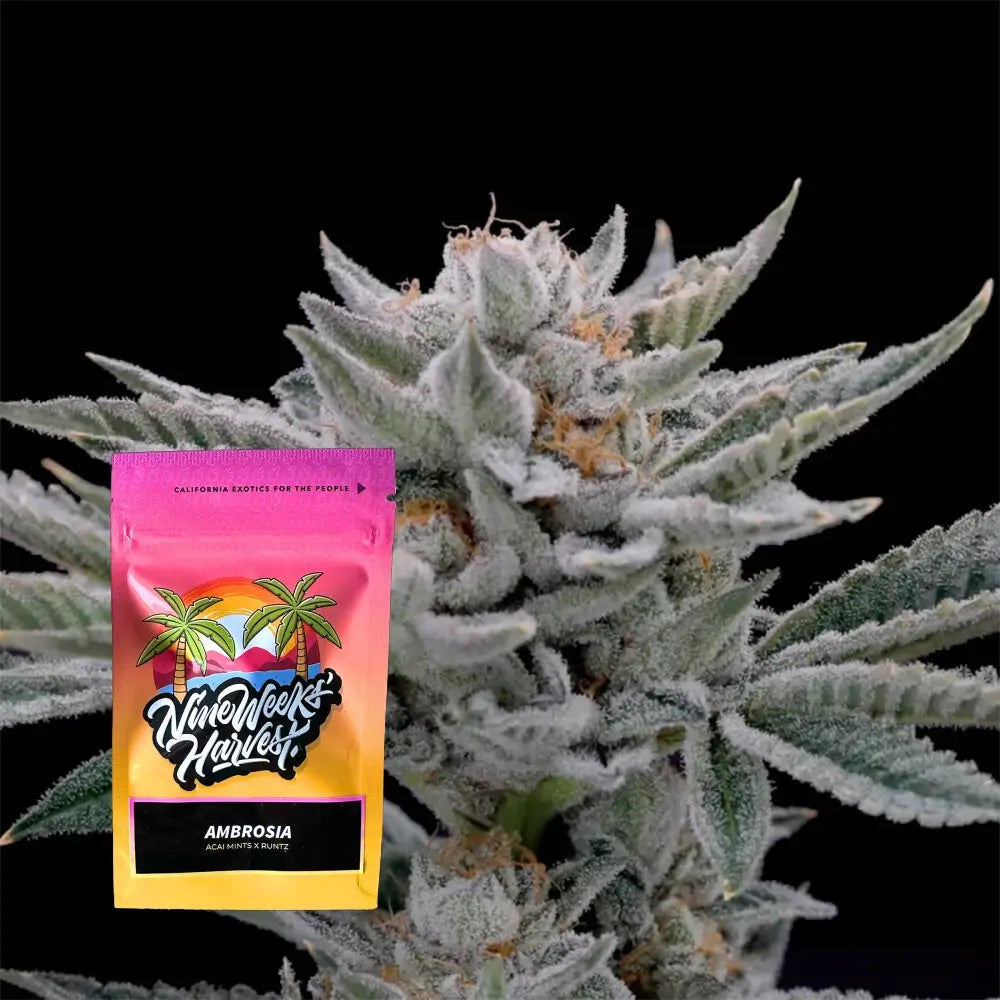 Ambrosia | Nine Weeks Harvest