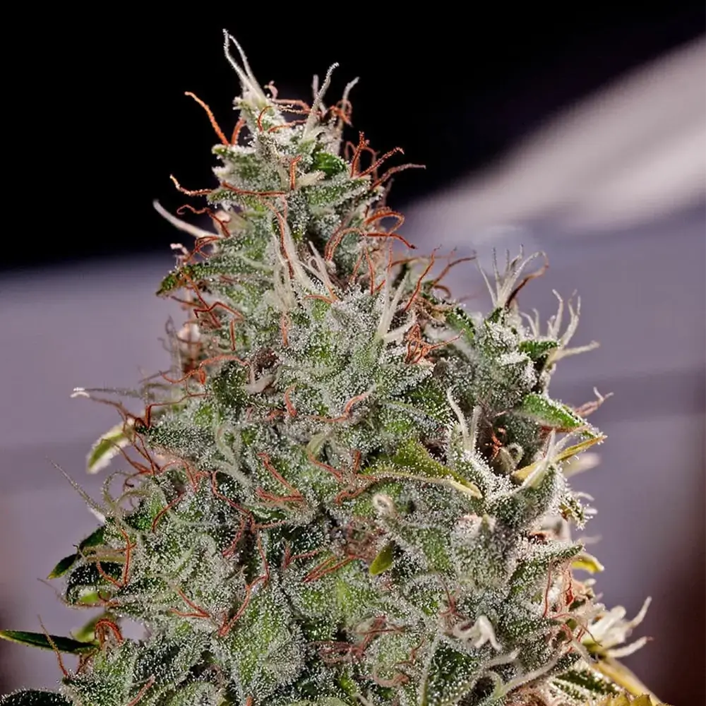 Amnesia Mistery | Positronics Seeds