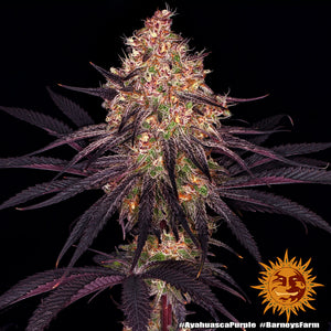 Ayahuasca Purple Fem. FREE