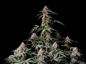 Amnesia Zkittlez Auto | Fast Buds