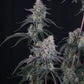 Pineapple OG Auto | Fast Buds