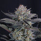 Mendo Frost Auto | Fast Buds