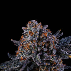 Tea Time | Wizard Trees