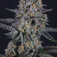 Guava Sundae Auto | Fast Buds
