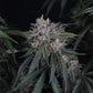 GMO Auto | Fast Buds