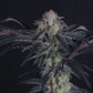 Mendo Frost Auto | Fast Buds