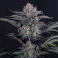 Mendo Frost Auto | Fast Buds