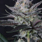 Mendo Guava Auto | Fast Buds