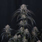 Mango Frost Auto | Fast Buds