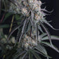 Pineapple OG Auto | Fast Buds