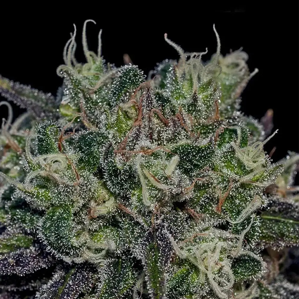 Black Widow | Positronics Seeds
