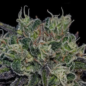 Black Widow | Positronics Seeds
