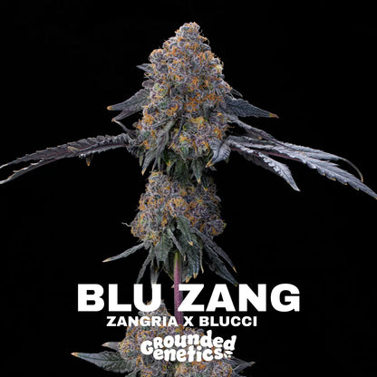 Blu Zang | Grounded Genetics