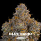 Blue Bacio | Grounded Genetics