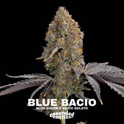 Blue Bacio | Grounded Genetics
