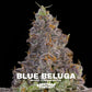 Blue Beluga | Grounded Genetics