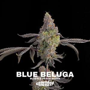 Blue Beluga | Grounded Genetics